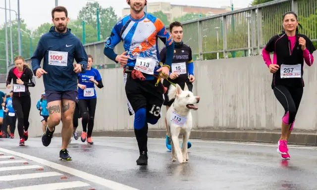 Bieganie z psem (Canicross): Jak zacząć bezpiecznie i efektywnie?