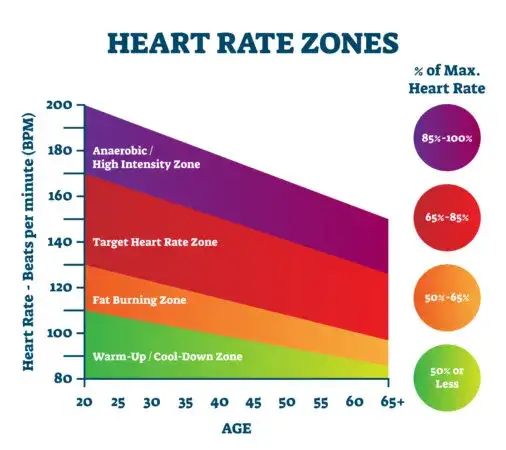 strefy tętna trening cardio